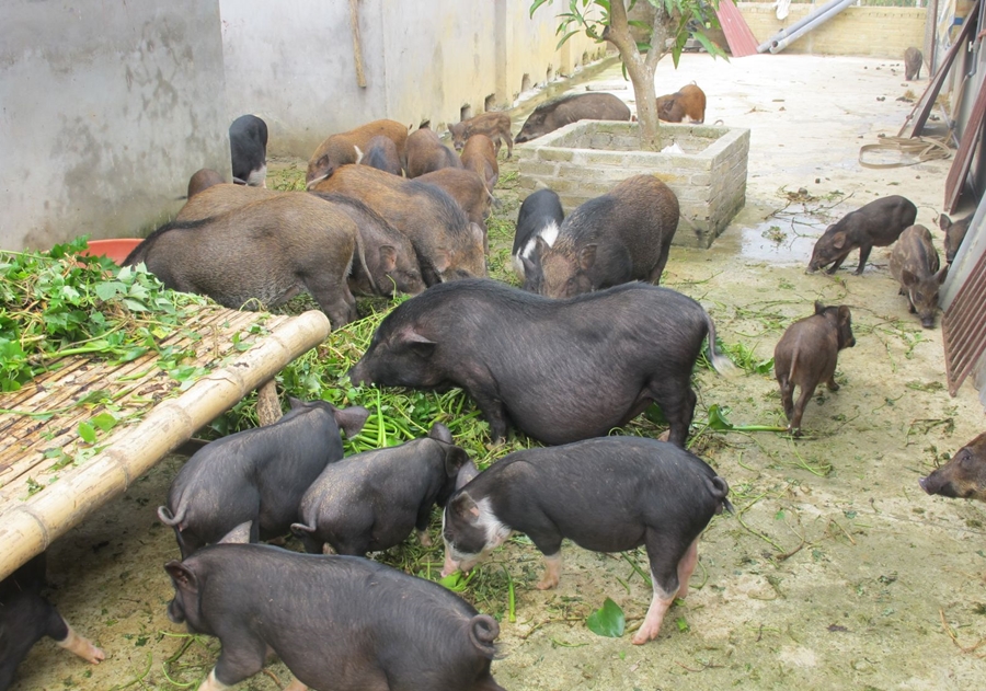 Nên kinh doanh mặt hàng gì ở quê hiệu quả