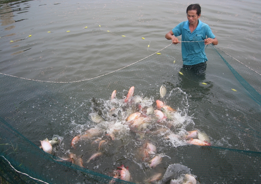 Nên kinh doanh mặt hàng gì ở quê tốt nhất