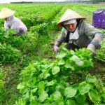 Nên kinh doanh mặt hàng gì ở quê