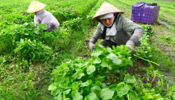 Nen-kinh-doanh-mat-hang-gi-o-que-hieu-qua-8