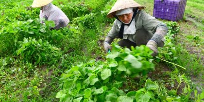 Nên kinh doanh mặt hàng gì ở quê