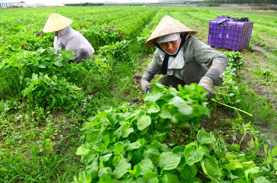 Nên kinh doanh mặt hàng gì ở quê để thu lợi nhuận hiệu quả