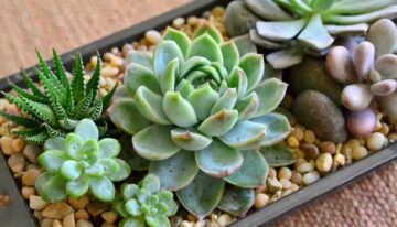 Y-tuong-kinh-doanh-cay-canh-hay-nhat-9