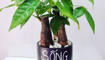 Thông điệp trong từng chậu cây